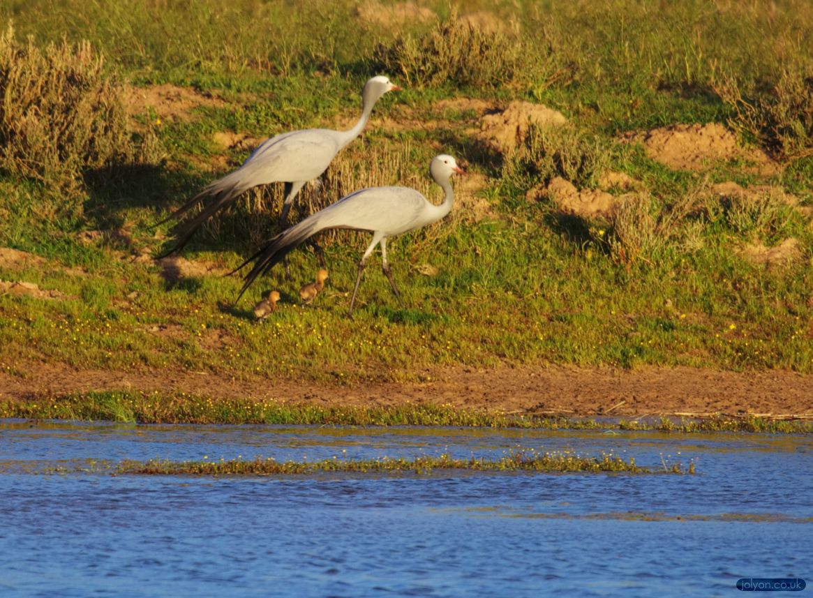 Blue Cranes with Chicks