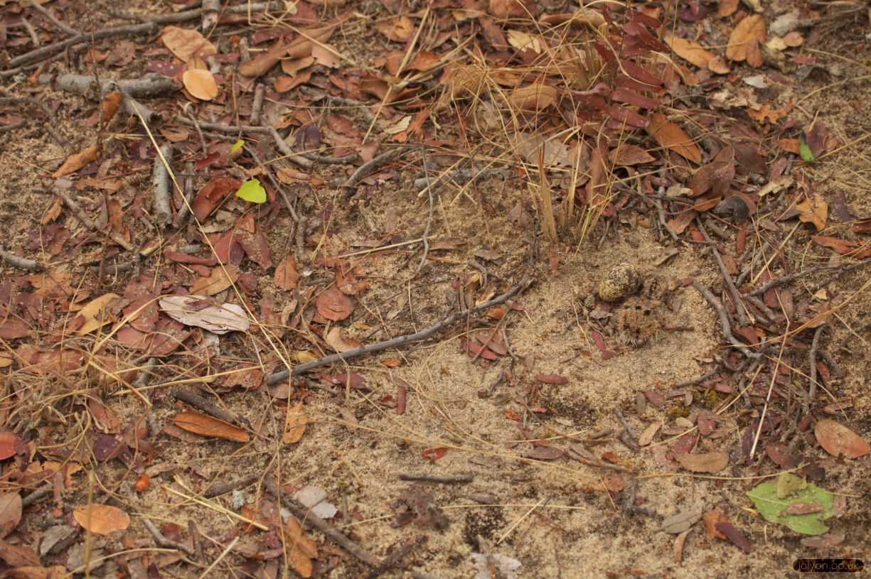 Three banded plover clutch