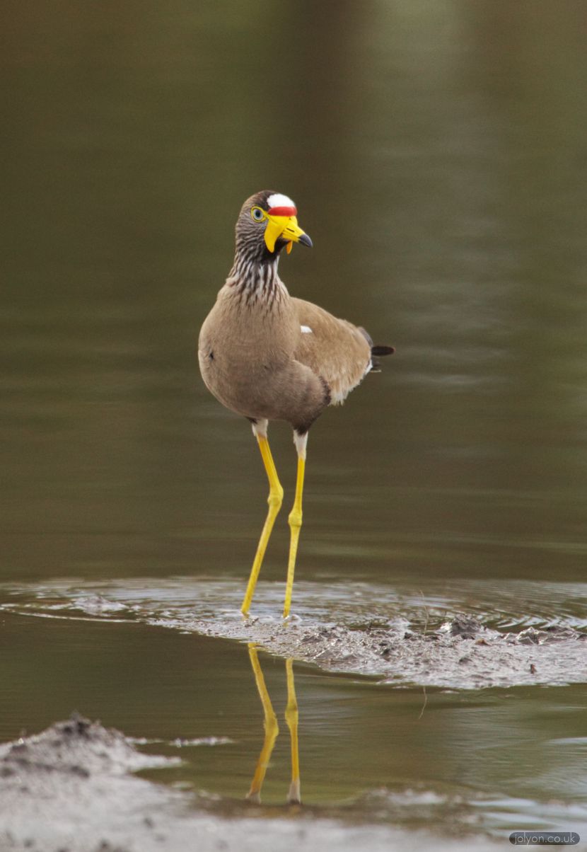 Wattled Plover